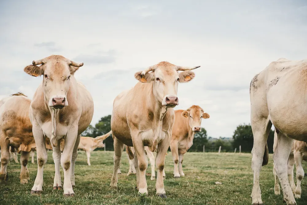 2018_blond-puech-127-web