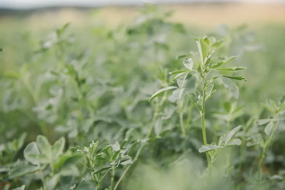 2018_blond-puech-545-web